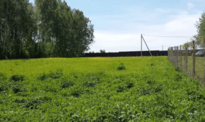Как получить бесплатно землю под лпх